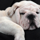 Illustration for article titled Pet Store Puppies Are Giving People Bloody Diarrhea